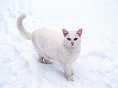 Casper, Domestic Shorthair